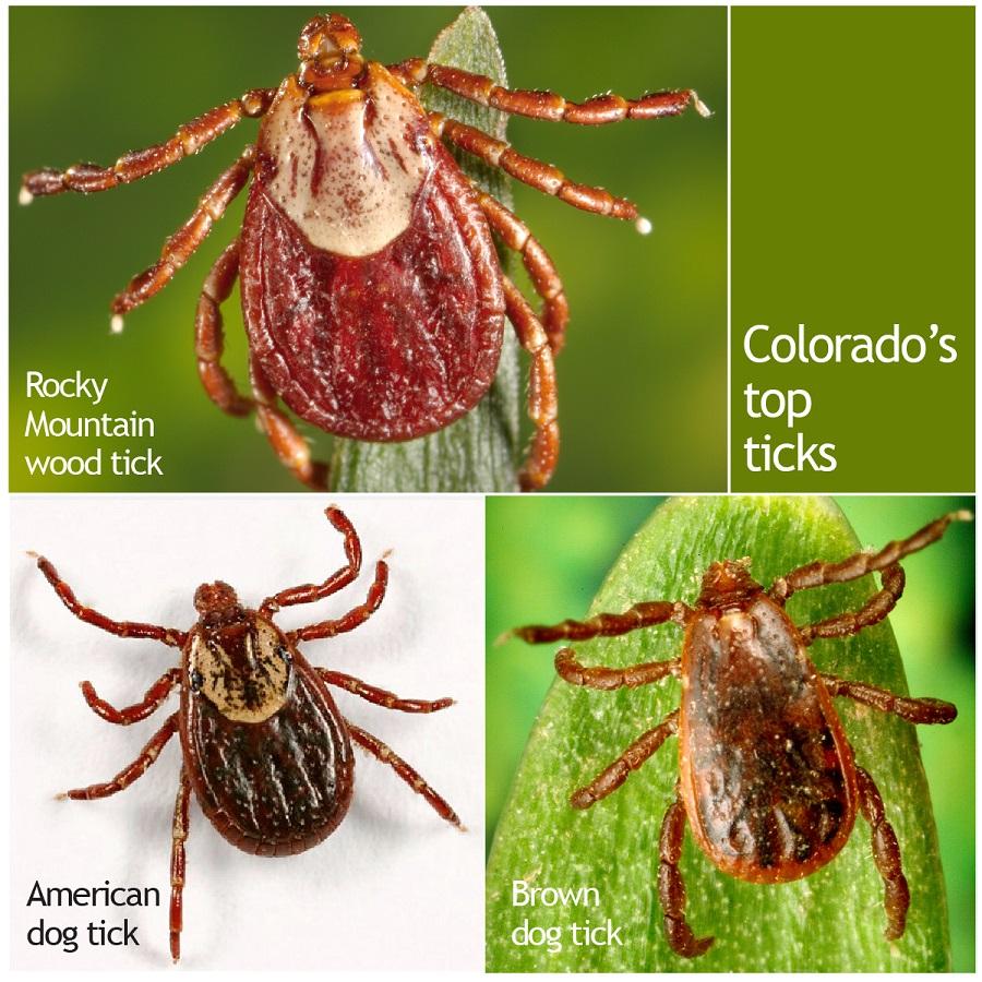 ticks in colorado