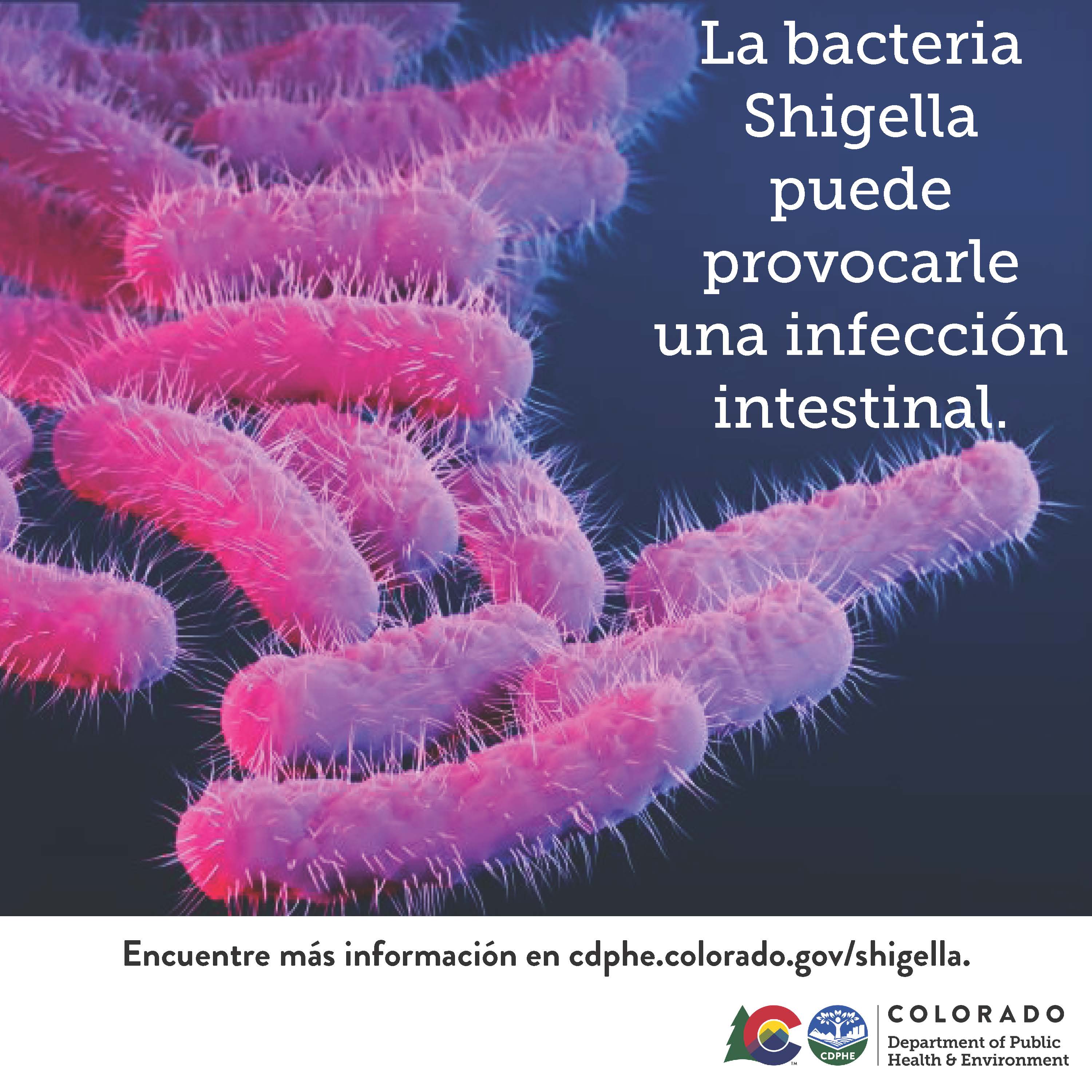 Shigella bacteria can cause an infection in your intestines