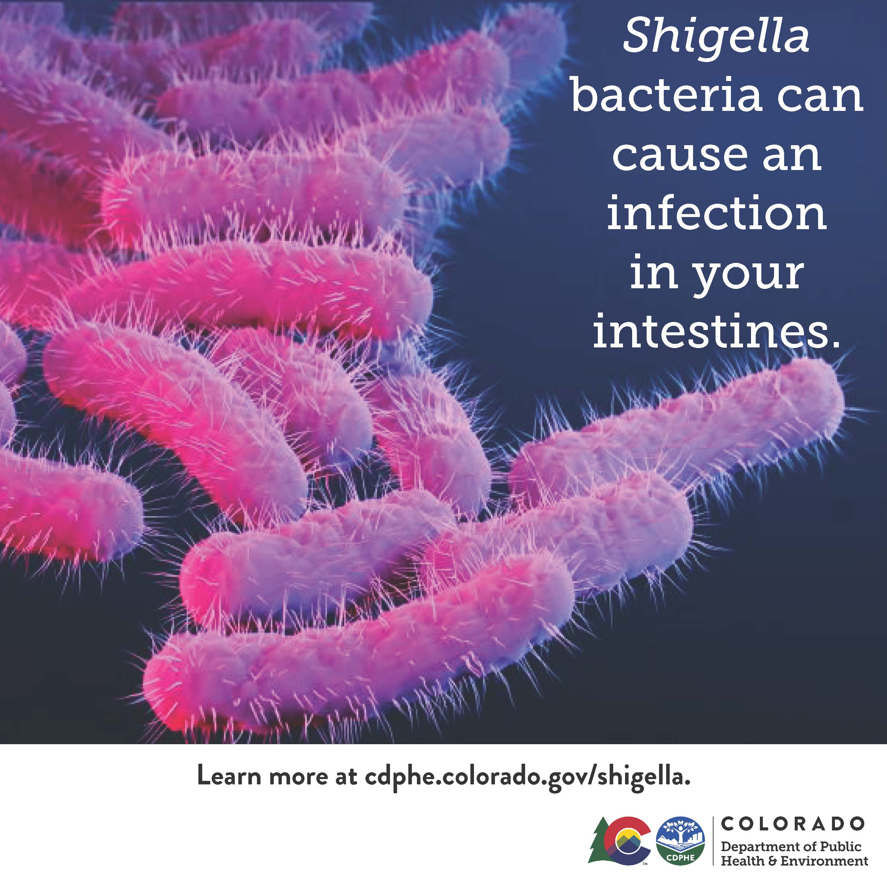 Shigella bacteria can cause an infection in your intestines