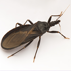 Photo of kissing bug