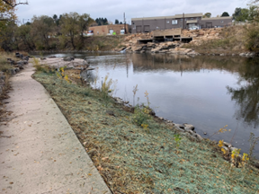 A riverbank cleared of noxious and invasive vegetation and seeded and planted with native vegetation. 